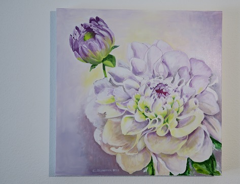 Chrysantheme violett lila Bild kaufen
